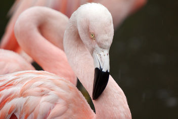 Flamingo in the rain, Martin Mere July 2009 - image gratuit #280229